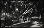 Giant Banyan Tree, St. Petersburg, Florida by Hampton Dunn