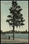 Glimpse of Lake Morton from South Boulevard, Lakeland, Florida by Hampton Dunn
