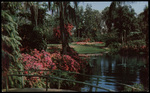 Azalea Time in Florida Cypress Gardens