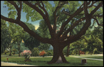The Old Oak in Tampa University Grounds, Tampa, Florida by Hampton Dunn