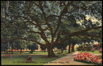 The Old Oak in Tampa University Grounds, Tampa, Florida by Hampton Dunn