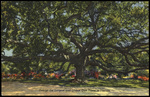 One of the Largest and Oldest Oak Trees in Florida by Hampton Dunn