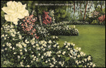 Gardenia-Time at Dupree Gardens by Hampton Dunn