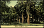 De Soto Park, Tampa, Florida by Hampton Dunn