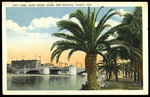 City Park, Date Palms Along the Seawall, Tampa, Florida by Hampton Dunn