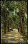 Palm Avenue, Tampa Bay Hotel Grounds, Tampa, Florida by Hampton Dunn