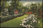Beds of Calla and Easter Lilies at Dupree Gardens. by Hampton Dunn