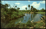 Birds on Lagoon at Busch Gardens by Hampton Dunn