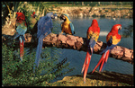 Macaws at Busch Gardens by Hampton Dunn