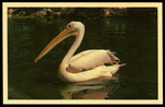 Pelican at Busch Gardens by Hampton Dunn