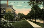 View on Plant Ave, Tampa, Florida by Hampton Dunn