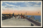 Feeding Gulls and Pelicans on Million Dollar Pier, St. Petersburg, Florida, "The Sunshine City". by Hampton Dunn