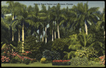 Stately Royal Palms and Flowers, Florida by Hampton Dunn