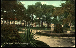 In the Park, St. Petersburg, Florida by Hampton Dunn