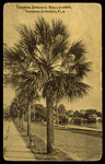 Tarpon Springs Boulevard, Tarpon Springs, Florida by Hampton Dunn