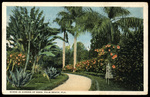 Scene in Garden of Eden, Palm Beach, Florida by Hampton Dunn