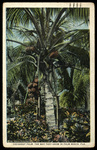 Cocoanut Palm, The way they grow in Palm Beach, Florida by Hampton Dunn
