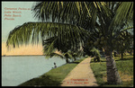 Cocoanut Palmat Lake Worth, Palm Beach, Florida by Hampton Dunn