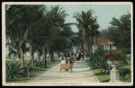 In the Grounds of the Royal Poinciana, Palm Beach, Florida by Hampton Dunn