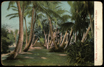 Florida, A Cocoanut Path. Lanehert. Lake Worth, Palm Beach. by Hampton Dunn