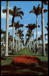 Royal Palm Way. Palm Beach, Florida by Hampton Dunn