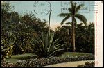 Royal Palm and Century Plant on the Craignan Place, Florida by Hampton Dunn