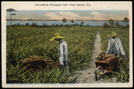 Harvesting Pineapple near Palm Beach, Florida by Hampton Dunn
