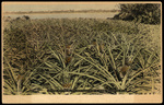Pineapple Plantation, Lake Worth, Florida by Hampton Dunn
