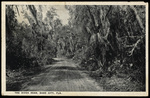 The River Road, Dade City, Florida by Hampton Dunn