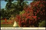 Beautiful Bougainvillea at the Sunken Gardens. by Hampton Dunn