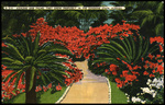 Azaleas and Palms, They grow profusely in the Sunshine State, Florida by Hampton Dunn