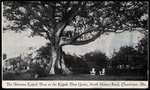 The Famous Kapok Tree at the Kapok Tree Grove, North Haines Road, Clearwater, Florida by Hampton Dunn