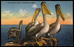 The Pelican Family, Clearwater, Florida by Hampton Dunn