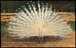 A Lordly Peacock at the Seville Farm. by Hampton Dunn