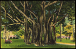 Banyan Tree in St. Petersburg, Florida by Hampton Dunn