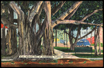 Banyan Tree in St. Petersburg, Florida by Hampton Dunn