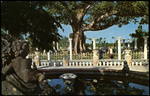 The Beautiful Kapol Tree at The Kapol Tree Inn, Clearwater, Florida by Hampton Dunn