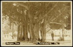 Banyan Tree, St. Petersburg, Florida by Hampton Dunn