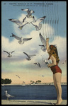 Feeding seagulls at St. Petersburg, Florida by Hampton Dunn