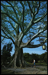 Kapok tree, Clearwater, Florida by Hampton Dunn
