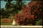Beautiful Bougainvilla at the Sunken Gardens, St. Petersburg, Florida by Hampton Dunn