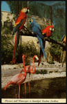 Macaws and Flamingos in Beautiful Sunken Gardens. by Hampton Dunn