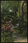 Tropical Sunken Gardens, St. Petersburg, Florida by Hampton Dunn