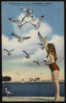 Feeding seagulls at St. Petersburg. by Hampton Dunn