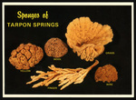 Sponges of Tarpon Springs. by Hampton Dunn