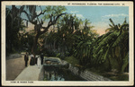 View in Roser Park, St. Petersburg, Florida by Hampton Dunn
