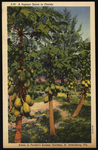 A papaya grove in Florida, Scene in Turner's Sunken Garden, St. Petersburg, Florida by Hampton Dunn