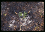 Series - regrowth after prescribed fire by Hillsborough County ELAPP