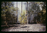 Series - immediately after prescribed fire by Hillsborough County ELAPP