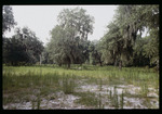 Forest clearing at Alafia River by Hillsborough County ELAPP